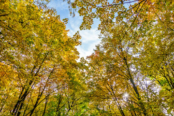Multicoloured natural 'ceilin' made of autumnal tree crowns in forest. Blue sky is almost not visible behind all these shades of yellow & orange