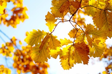 golden leaves of autumn oak reflect the sun