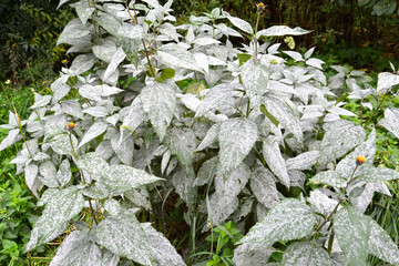 Girasol plants affected by powdery mildew