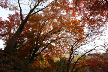 autumn in the forest