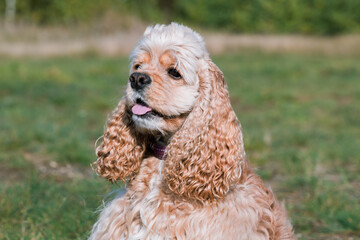 Summer portrait of gentle, smart, happy brown cream American Cocker Spaniel dog with green grass background.  Sunny portrait of popular USA breed working cocker. Beautiful young, smiling companion