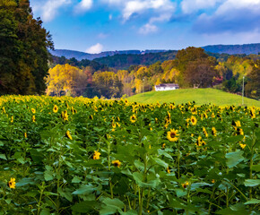 Sunflower Fields in the Mountains