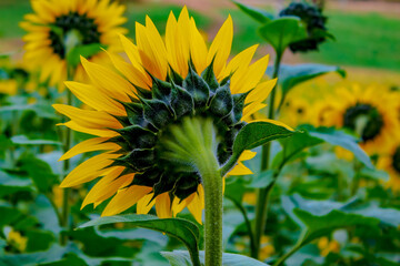 Sunflower Fields in the Mountains