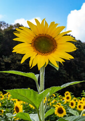 Sunflower Fields in the Mountains