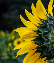 Sunflower Fields in the Mountains