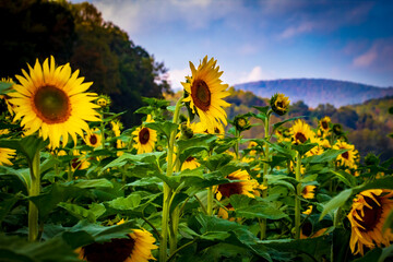 Sunflower Fields in the Mountains