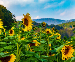 Sunflower Fields in the Mountains