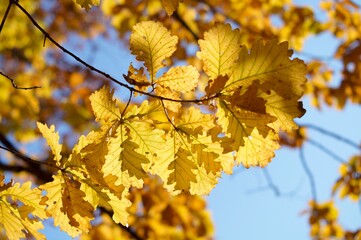 golden leaves of autumn oak reflect the sun