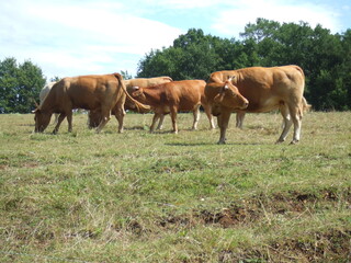 Beautiful cows, on a hilltop, in the Dordogne, France