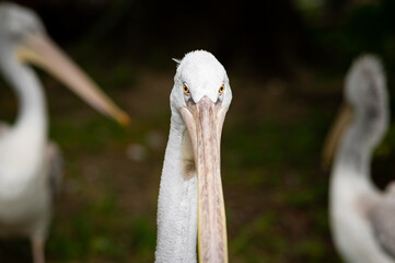 Portrait of a Dalmatian Pelican in a zoo