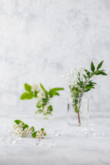 Collection of various small succulents and natural plants in token pots or glass vases stand on a light background.