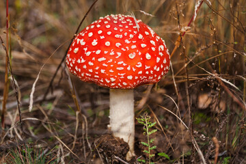 Red fly agaric mushroom or toadstool growing in the forest. Amanita muscaria, toxic mushroom. Poisonous mushroom famous for its brightly red coloured cap. Natural forest background.