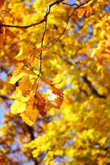 golden leaves of autumn oak reflect the sun