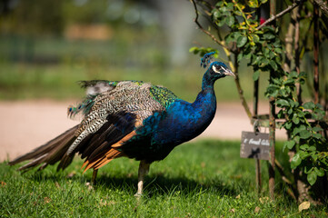Obraz premium An Indian Peafowl walking in a park