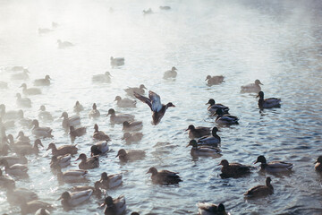ducks swim on the lake in winter, a flock of ducks is preparing to fly to warm countries, wild ducks winter on a warm pond, many birds on the pond