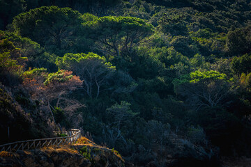 Wanderweg durch Pinienwald auf der Insel Elba in der Toskana, Italien