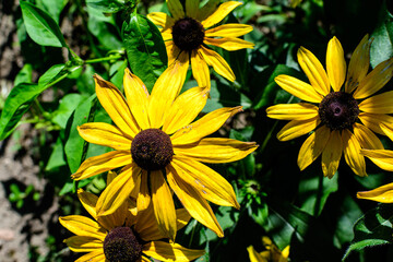 Group of bright yellow flowers of Rudbeckia, commonly known as coneflowers or black eyed susans, in a sunny summer garden, beautiful outdoor floral background photographed with soft focus
