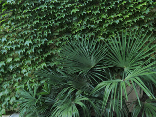 Green leaves of Washingtonia palm tree close up. Selective focus