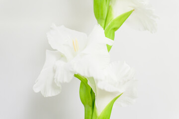 Delicate white Gladiolus flowers in full bloom near a grew wall in a room, indoor floral background photographed with selective focus.