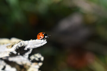Marienkäfer, Siebenpunkt, Coccinella septempunctata, als Glücksbringer für Neujahr 2021, Gutes Neues Jahr 2021