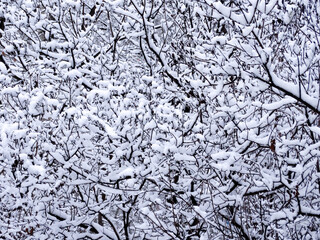 shrub covered with snow after a snowfall, selective focus