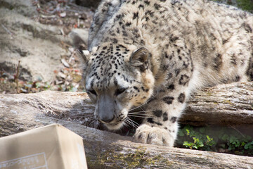 Fototapeta premium 雪豹