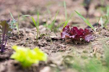 Young Red Lettuce Plant