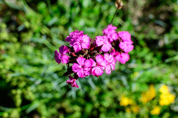 Close up small delicate vivid pink carnation flowers (Dianthus callizonus) in a garden in a sunny summer day.