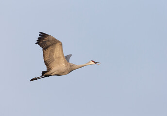 Beautiful Sandhill Cranes in Bosque Del Apache National Wildlife Refuge