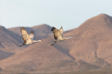 Fototapeta na wymiar Beautiful Sandhill Cranes in Bosque Del Apache National Wildlife Refuge