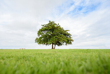 a field on which grows one beautiful tall oak tree, a summer landscape