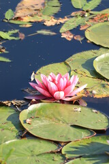 Pink water lily