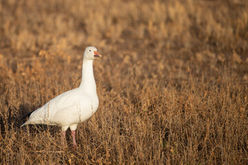 lesser Snow Goose