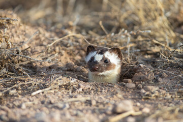 Black Tailed Weasel in entrance to its burrow