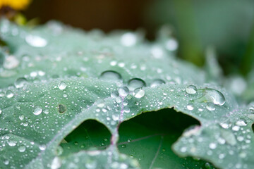 Dew Drops On Kale Leaf