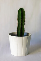 big long green cactus in a white pot on a white background
