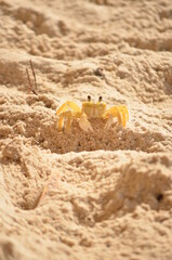 crab on the sand