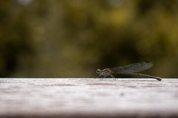 Dragonfly