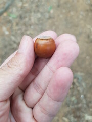 구름, 바다, 도토리, 야경, 노을, 석양, 나무, 풍경, 자연, 갈매기, 시골, 지평선, 냉면