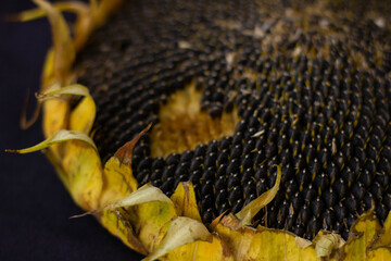 dried ripe sunflower on a black background, black sunflower seeds.