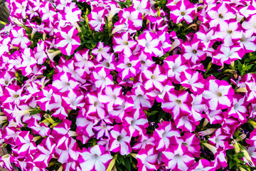 Top view onto bright field of blooming white & violet flowers of Petunia