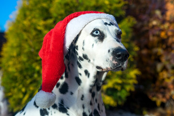 Dalmatian dog in a Santa hat. Dalmatian with heterochromia of the eyes. Outdoor portrait of a purebred dog. A dog with a mottled color. Merry Christmas and Happy New Year.