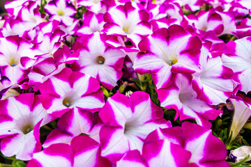 Close up view onto flower bed of Petunias during their blossom