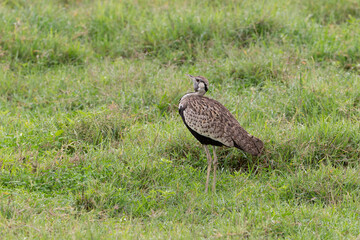 Black-bellied Bustard in Tanzania