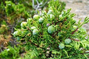 Close up view onto branch with green Juniper berries in nature
