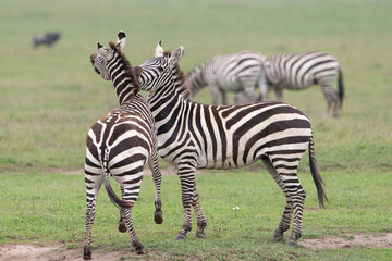 Fototapeta na wymiar Plains Zebra in Tanzania Africa