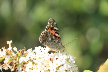 Atalanta or red admiral