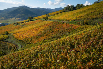 Vignes d'automne