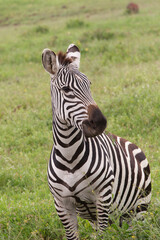 Plains Zebra in Tanzania Africa