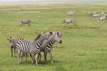 Obraz premium Plains Zebra in Tanzania Africa